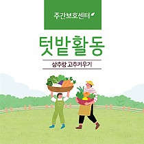 주간보호센터 텃밭활동  - 고추와 상추 수확하기!