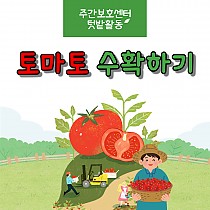 주간보호센터 텃밭활동 프로그램 '토마토 수확하기&…